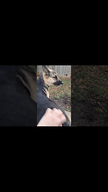 Shepsky Loves Her Butt Massages