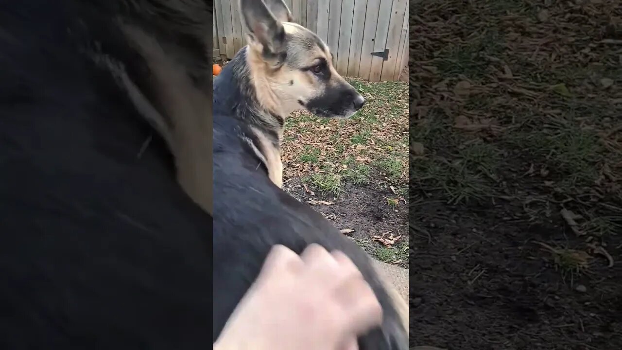 Shepsky Loves Her Butt Massages
