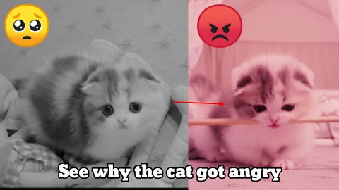 Cute cat funny video #cat