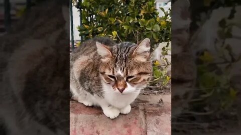 Celo Pets Animais Engraçados Funny Animals Channel #cat #dog #funny #engraçado #viral #shorts7