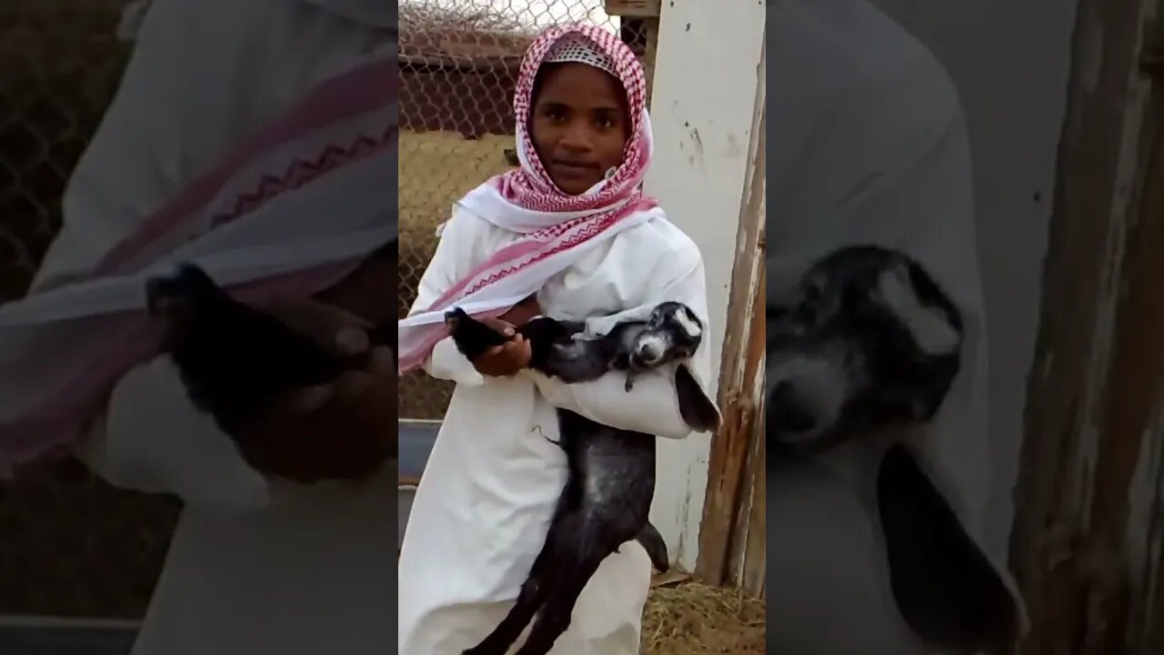 SAUDI ARABIAN DESERT, 7 Nov 2018 🐑 BABY LAMB 🐑🌴😊🏜#youtube #travel#shorts #subscriber#video#newvideo