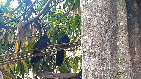 Jacu deitado em cima da árvore Jacuaçu
