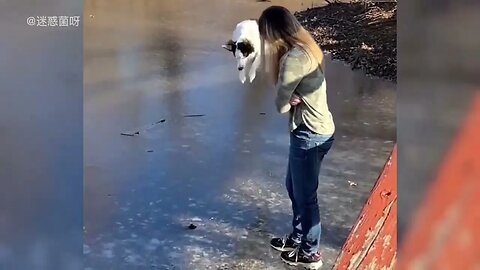 #shortsyoutube #animals #funny #shortsyoutubeshorts #watch #amazing