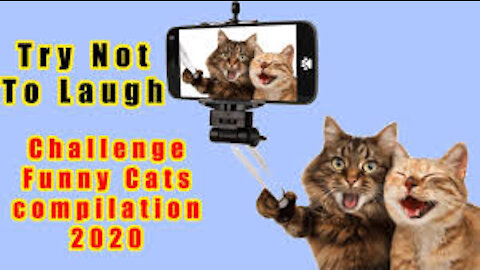Try not to laugh Funny Cats Compilation 2020