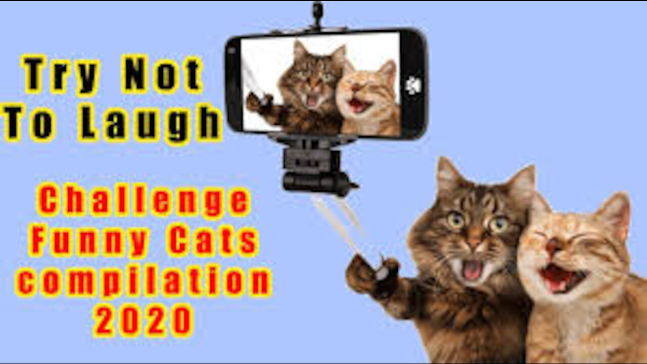 Try not to laugh Funny Cats Compilation 2020