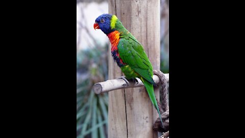 Cute & Beautiful Parrot