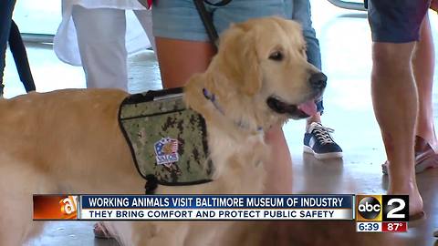 Working animals visit BMI