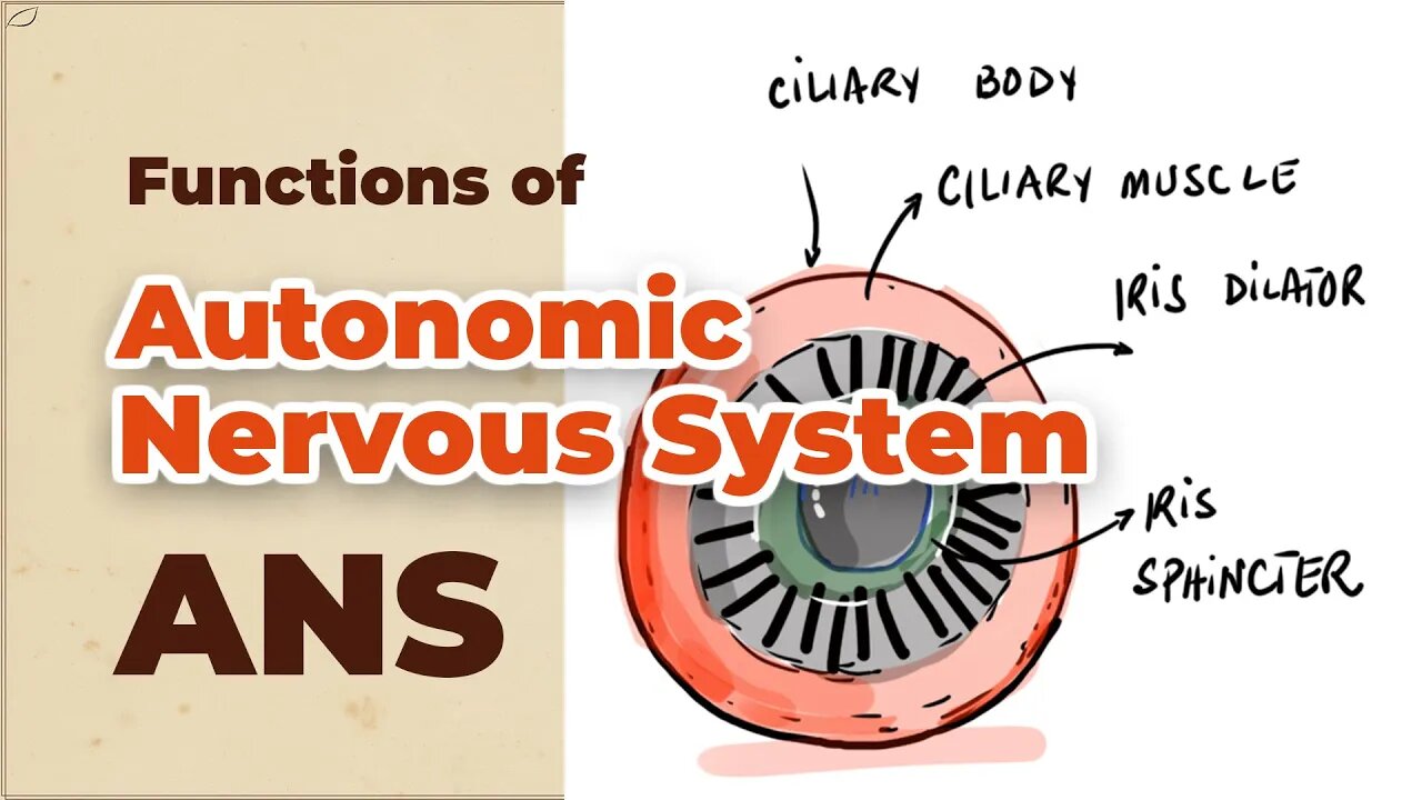 Functions of Autonomic Nervous System (ANS) | Will You Spit on a Lion?