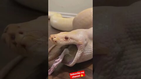Snake 🐍 😳😳😳 || Omg 😱😱#shorts