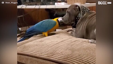 Ce ara ose jouer avec le collier de son amie pit-bull