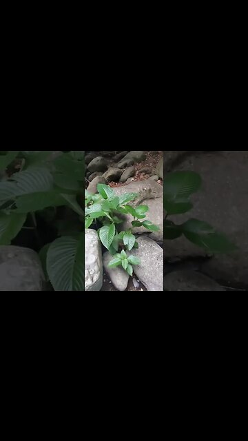 Climbing blue mountain #summervacation #vacationmode #vacations #familyvacation #vacationtime