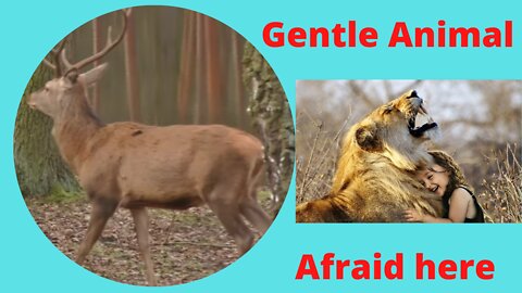 Dearest animal red deer