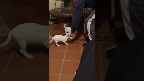 Little Jack Russell Puppy playing with the mop