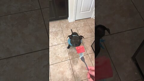 LIKE AND SHARE THIS VIDEO OR HE DOESNT GET THE WATERMELON