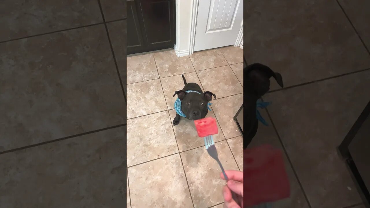 LIKE AND SHARE THIS VIDEO OR HE DOESNT GET THE WATERMELON