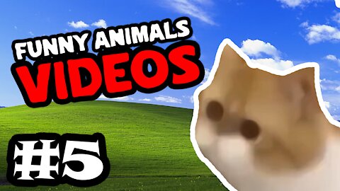 🤣 Funny Animals Videos| Cute Animals Compilation #5