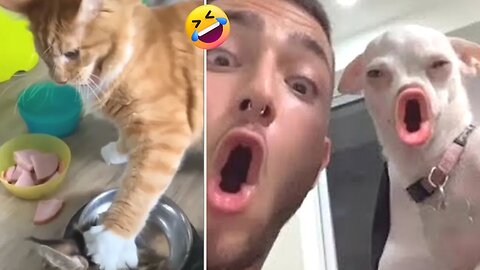 Funny Animals😉 | Wholesome Moments #2