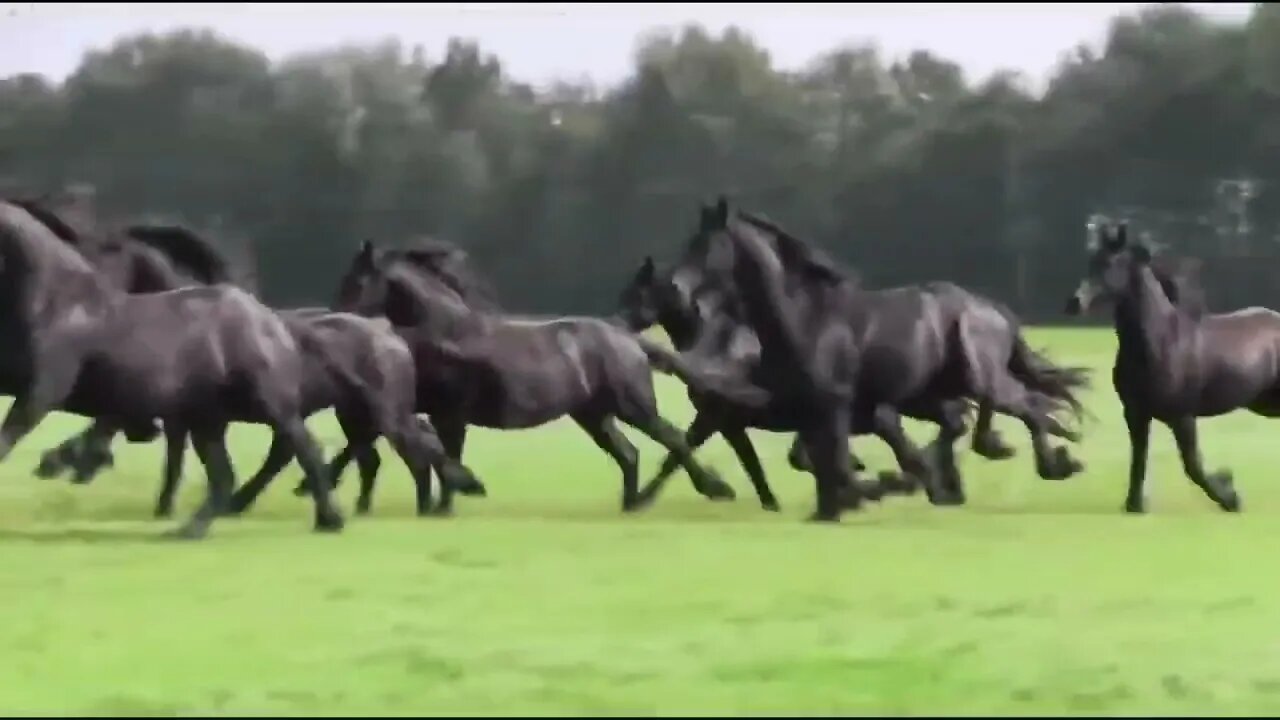 8 Most Beautiful Horses on Planet Earth-8