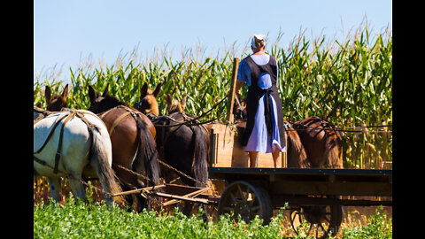 Feds raiding and fining of the amish farm