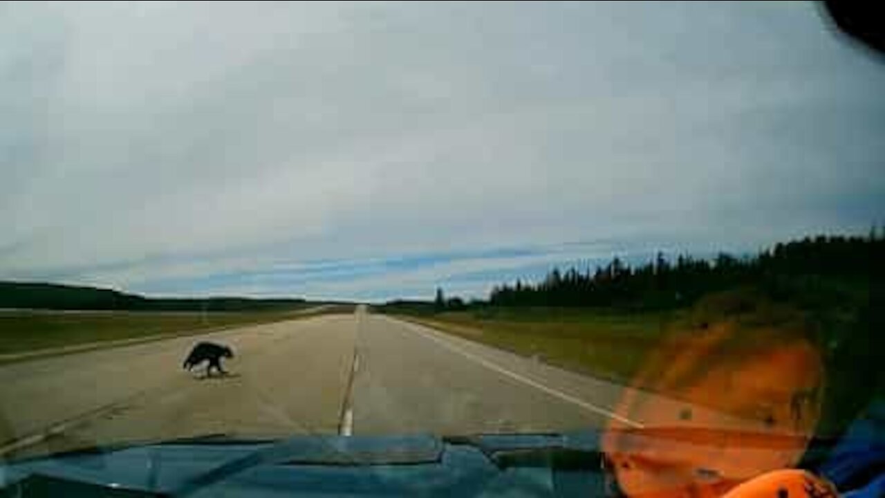 Un ourson risque sa vie en traversant sur une voie rapide face à un véhicule