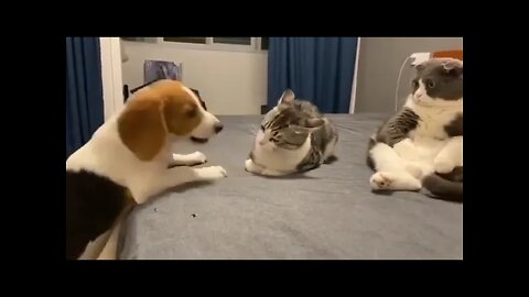 #shortscatsvideos #shorts cats videos#shortspetsvideos #shortspetsvideos #shortsanimalsvideos