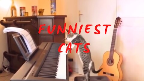 Funniest Cats... Try to hold in your laughter if you can!