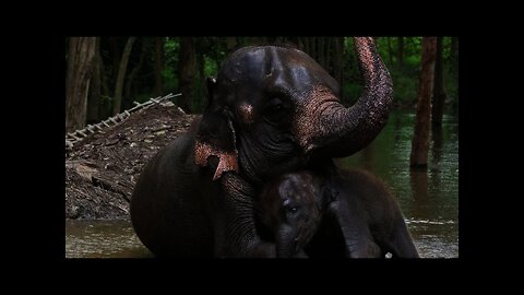 Baby elephant and mother elephant in the wild