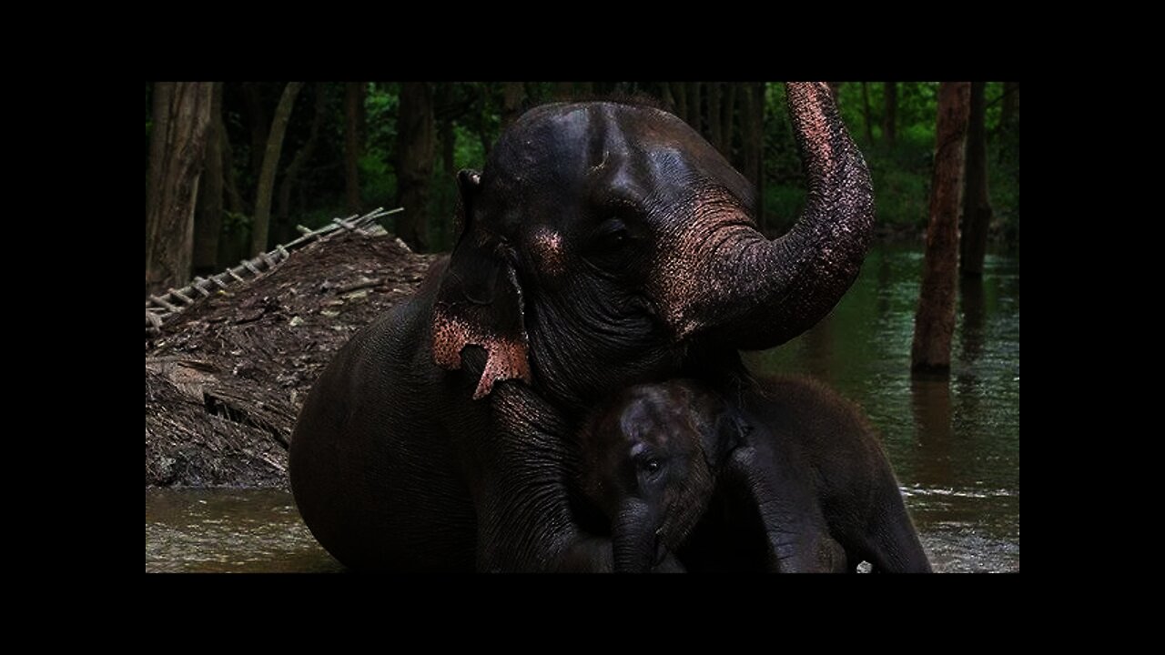 Baby elephant and mother elephant in the wild