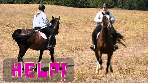 We Need Your Help With The New Horse!