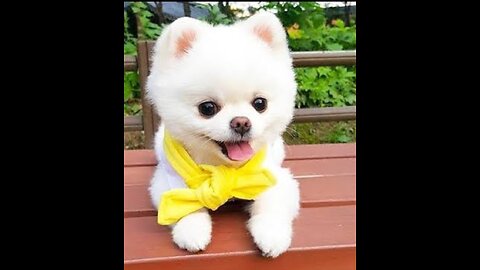 Top viral puppy so very cute dog pets