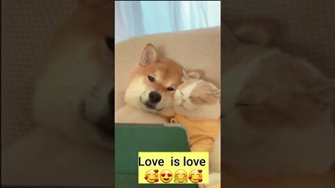 Cute cat and dog #shorts