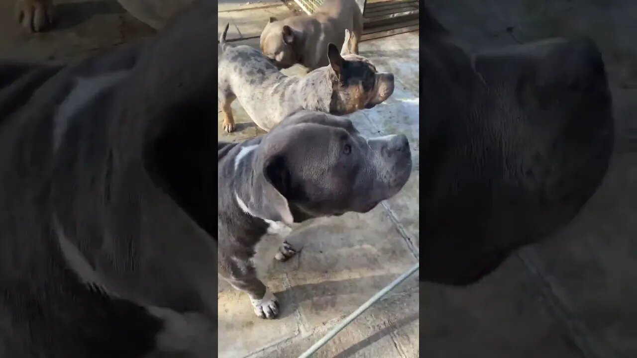Dogs love playing with water 💦 #subscribe #dogs #foryou #fyp