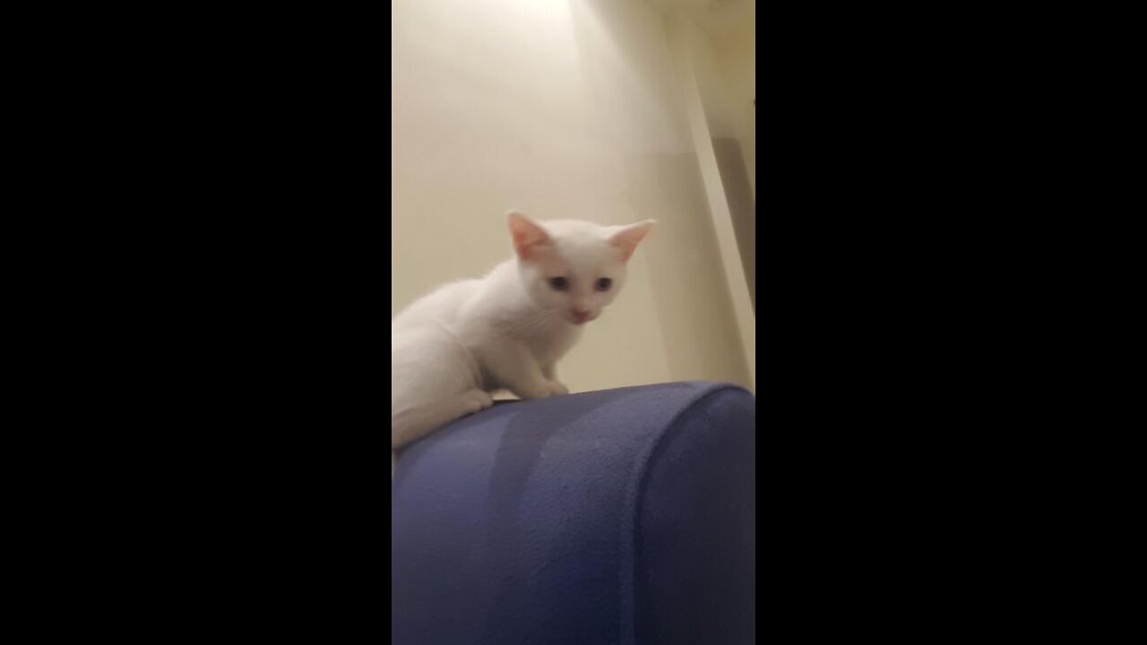The most beautiful two kittens are brothers playing together