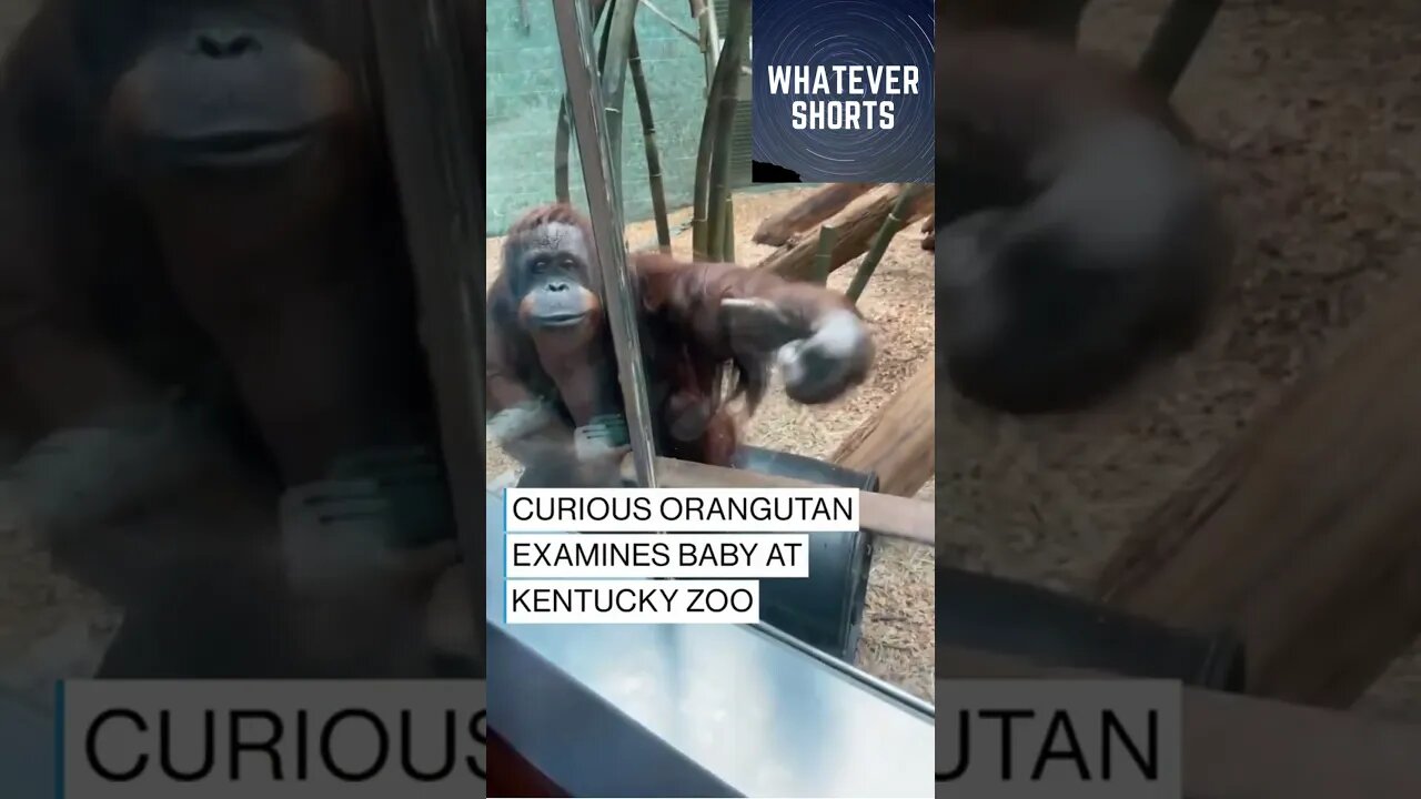 Curious Orangutan wants to have a look at the Human Baby #shorts #monkey #animals #baby