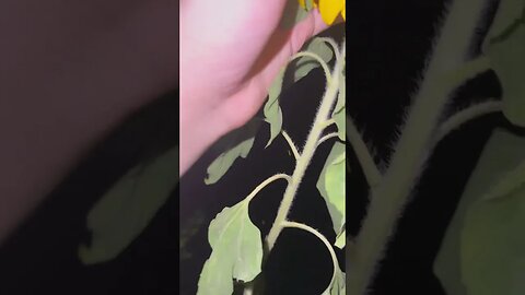 Blind man needs help with mysterious death of all his plants ￼ #Blind #Plants #Mysterious #Strange￼