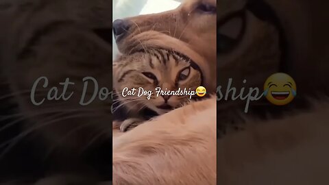 #animalshorts #animals #pets #doglover