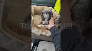Truck Puppy!!! #shorts #puppy