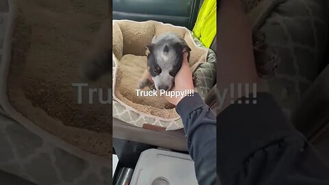 Truck Puppy!!! #shorts #puppy