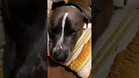 totally exhausted #christmas #einsteinsbackyard #arizona #pitbulls #shorts #shortvideo #dog #pitties