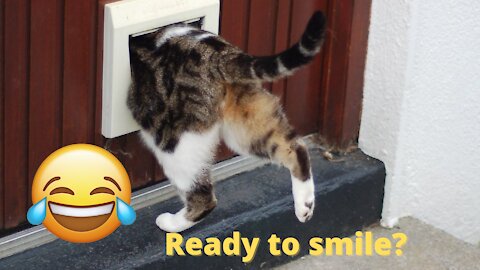 Funniest and cutest moments of animals -#1