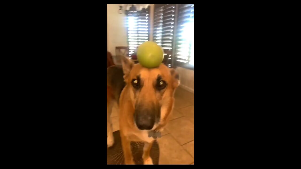 Funny Animals 2024 Part 1