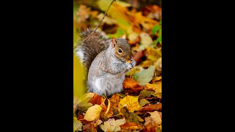 cute squirrel