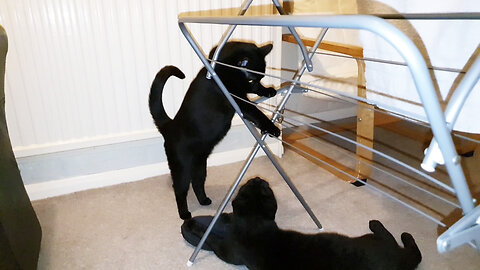 My Kittens they love to play all day long