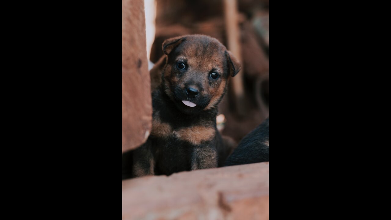 Interesting Creatures Arrangement Make an Effort Not To Giggle.(Funny animals #160)