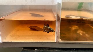 Jarring my Black Mamba/Samurai bettas