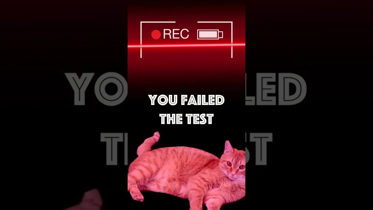Cat Tricks Humans #funny #shorts #cat #test
