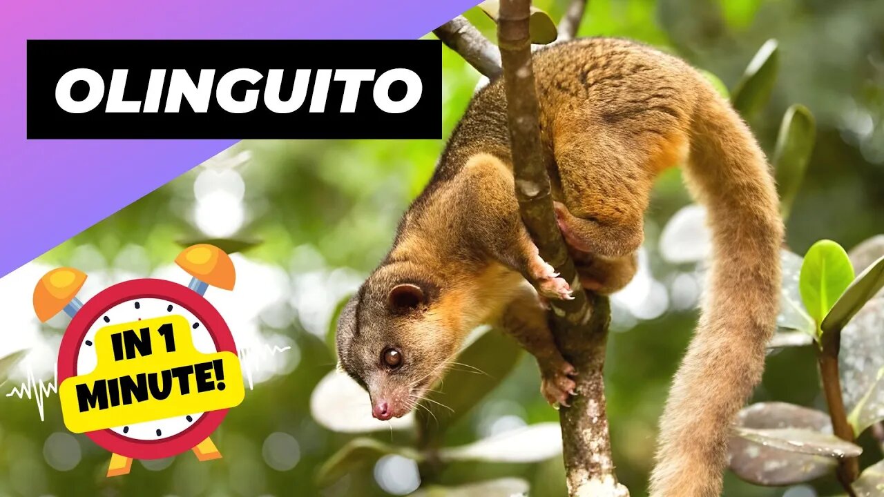 Olinguito - In 1 Minute! 🐒 One Of The Cutest And Exotic Animals In The World | 1 Minute Animals