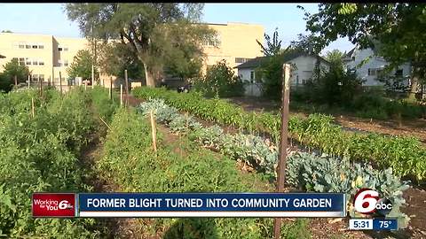 Community garden created in Shelby County where blighted homes were removed