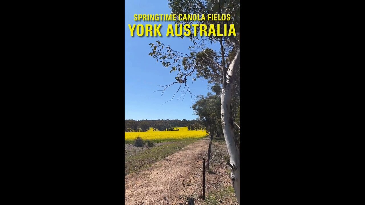 Exploring York Australia: Springtime Cannola Fields