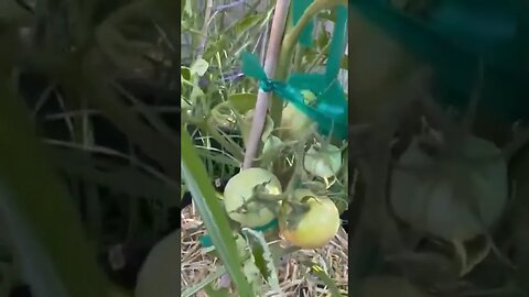 Beefsteak tomato 🍅 plant ~ WOW😲 #gardening #backyardgarden #tomato